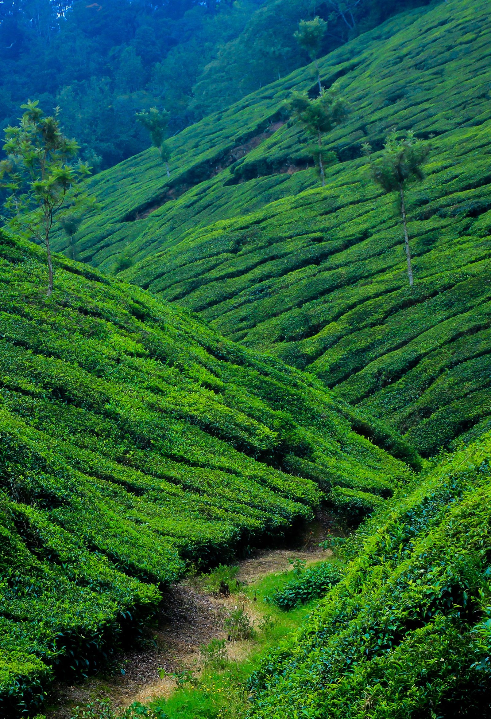 Budgeted Kerala 6 Days